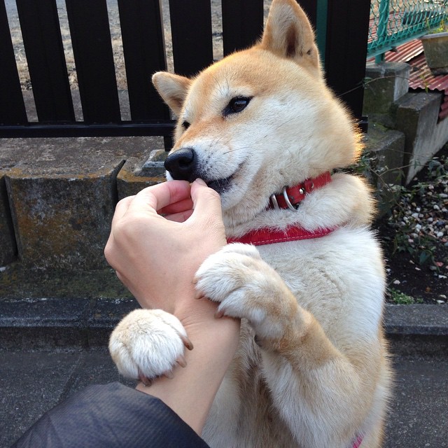 史上最精彩的“团队合作”绝技:“配合无缝”精彩纷呈!,团队合作配合语句