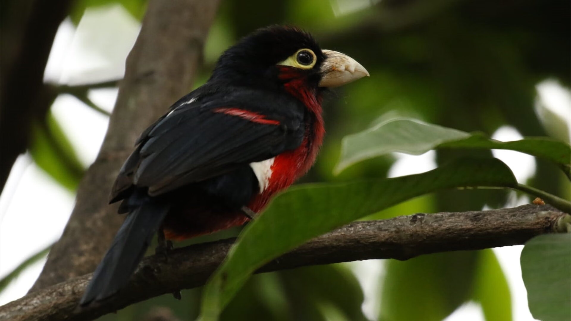 全程精彩绝伦,比赛精彩瞬间集锦不容错过!,比赛精彩时刻