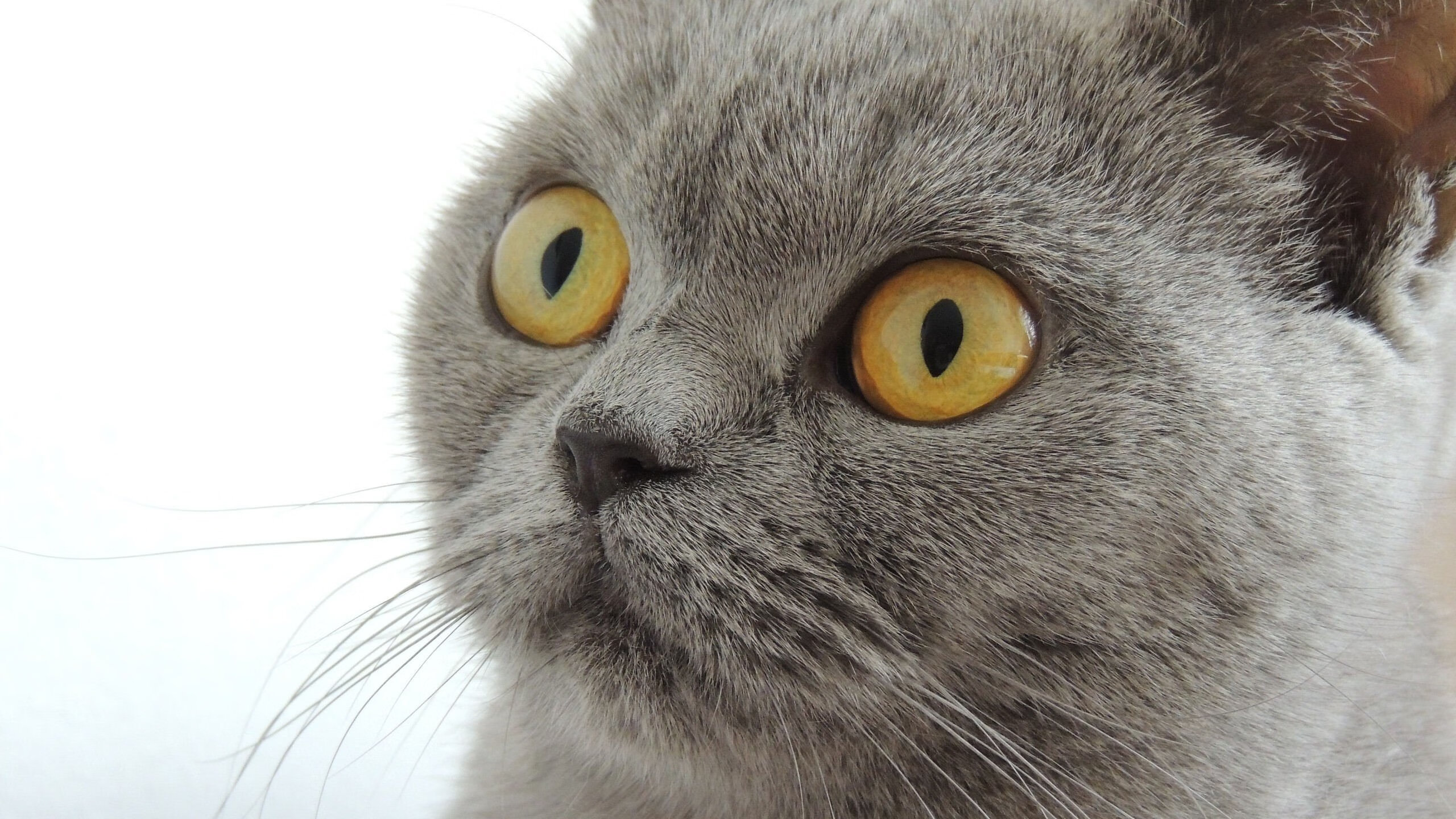 爱爱游戏-大学生运动会：年轻的竞技激情，大学里运动会